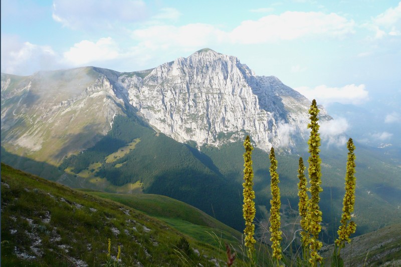  M. Bove Nord