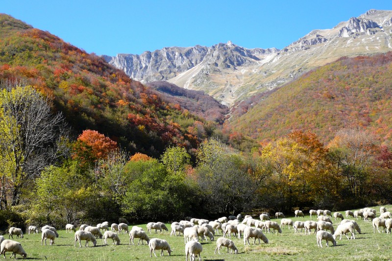  Bosco di Frondosa