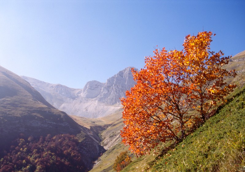 Acero d'autunno