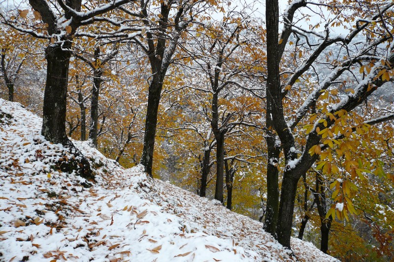 La prima neve