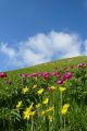 Primavera