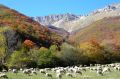  Bosco di Frondosa
