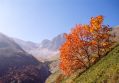 Acero d'autunno