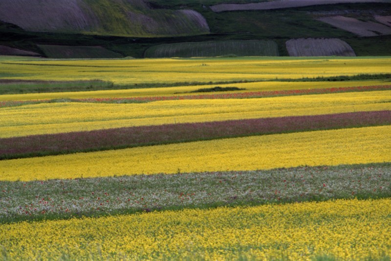 Il colore dei fiori