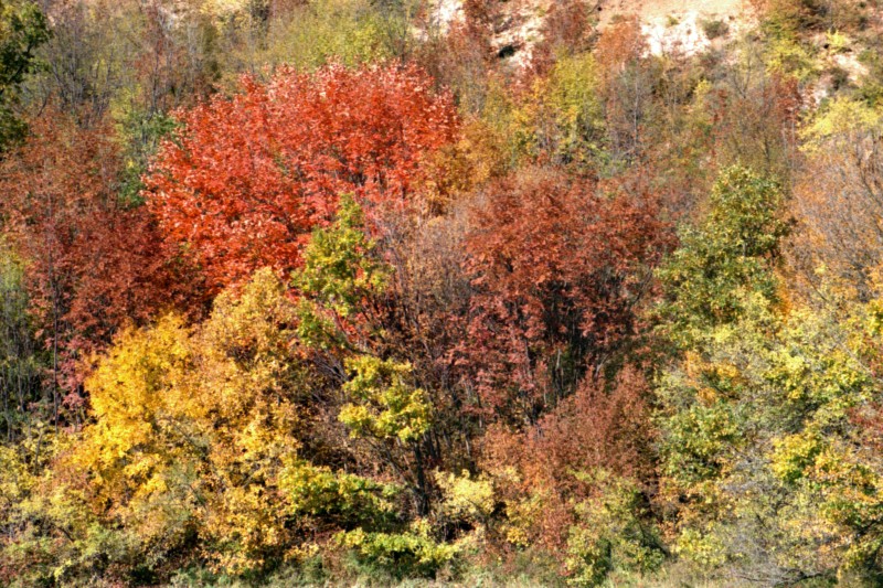 L'allegria del parco