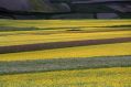 Il colore dei fiori