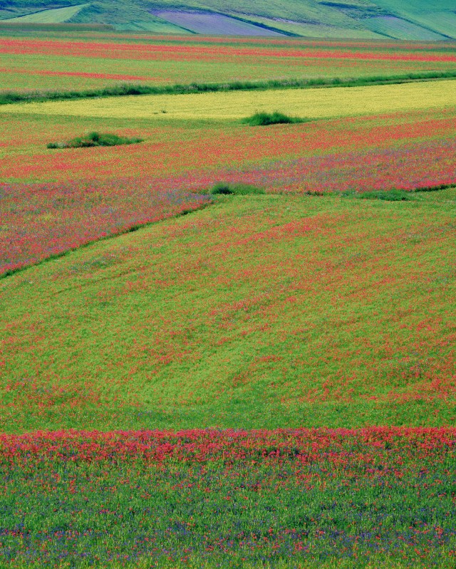Fiori e 