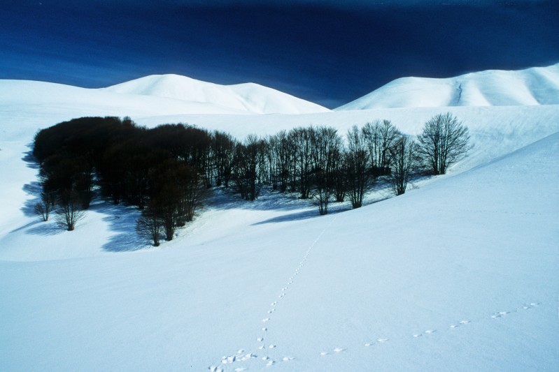 Tracce sulla neve