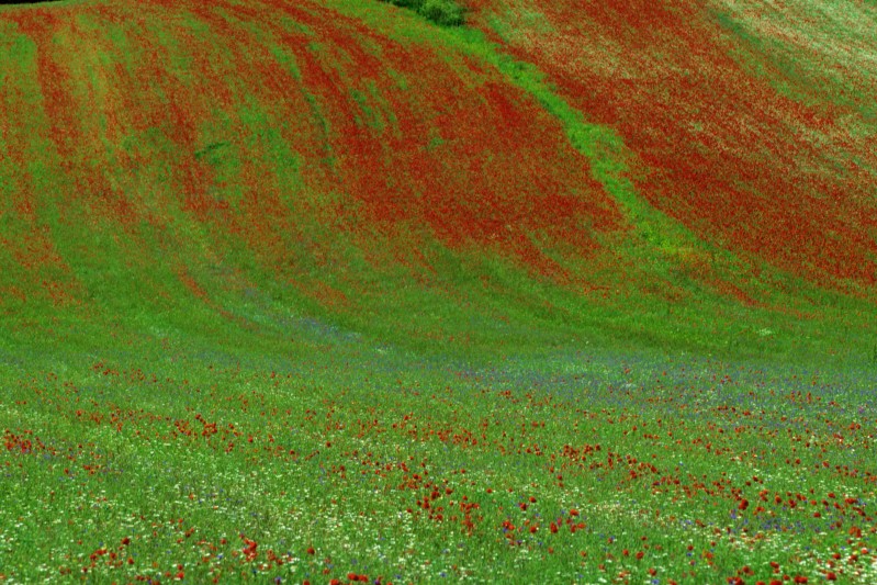 Pennellate naturali