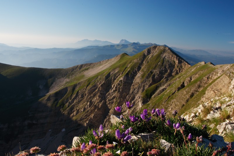 Campanule in cima al Redentore