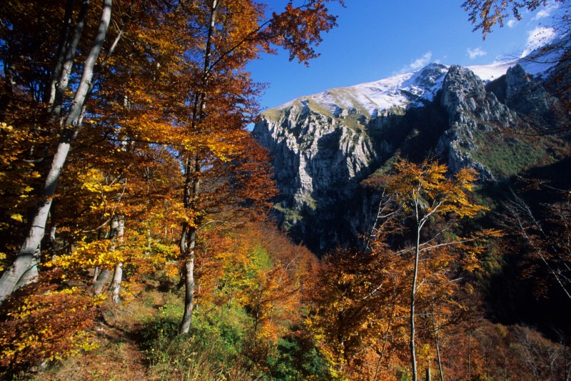 Faggeta San Leonardo