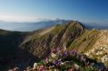  Campanule in cima al Redentore