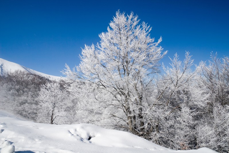gli alberi di ghiaccio