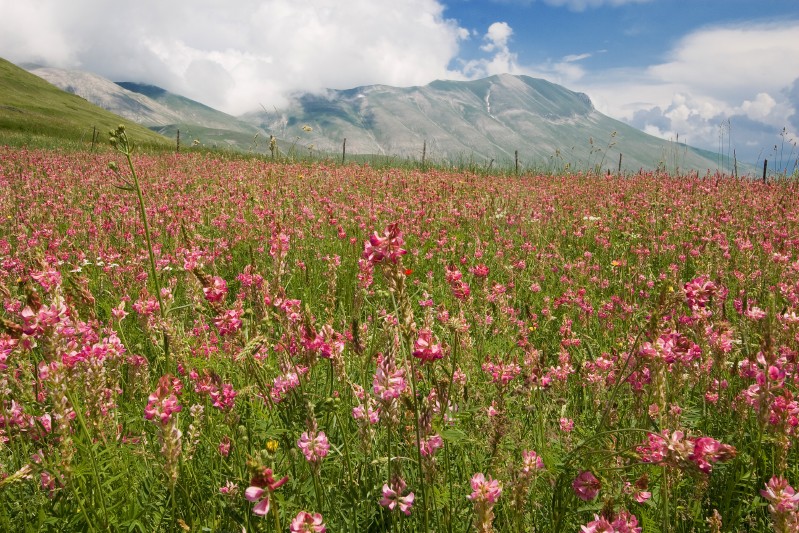 La natura si risveglia