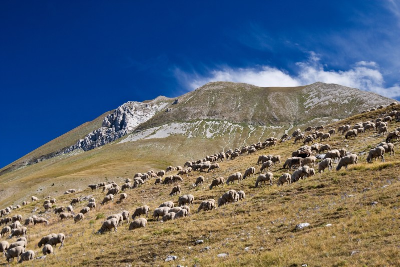 pascoli d'alta quota