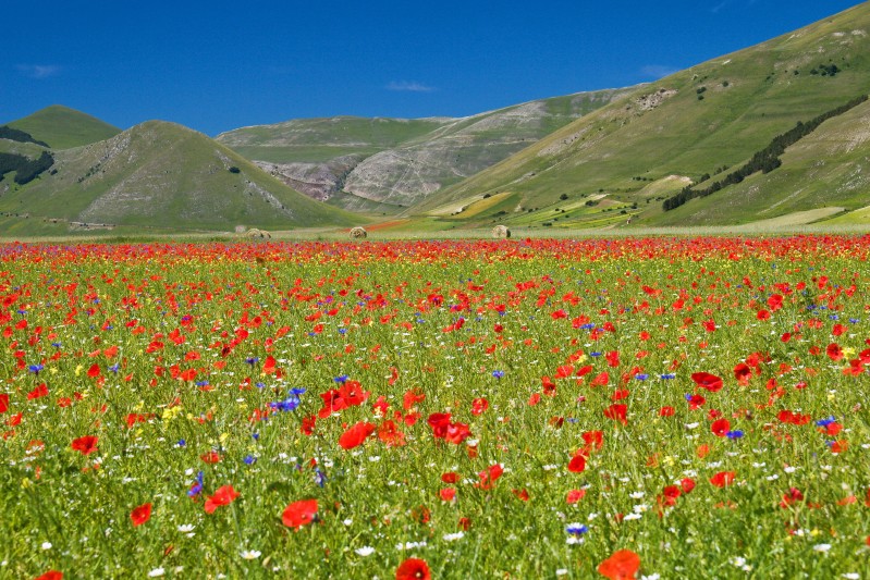 tripudio di colori sul pian grande