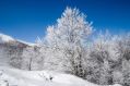 gli alberi di ghiaccio