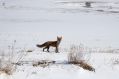 la fauna dell'appennino