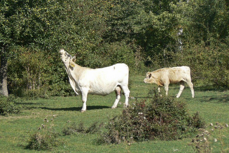 Radura