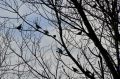 Prevederono, quegli uccelli... il temporale