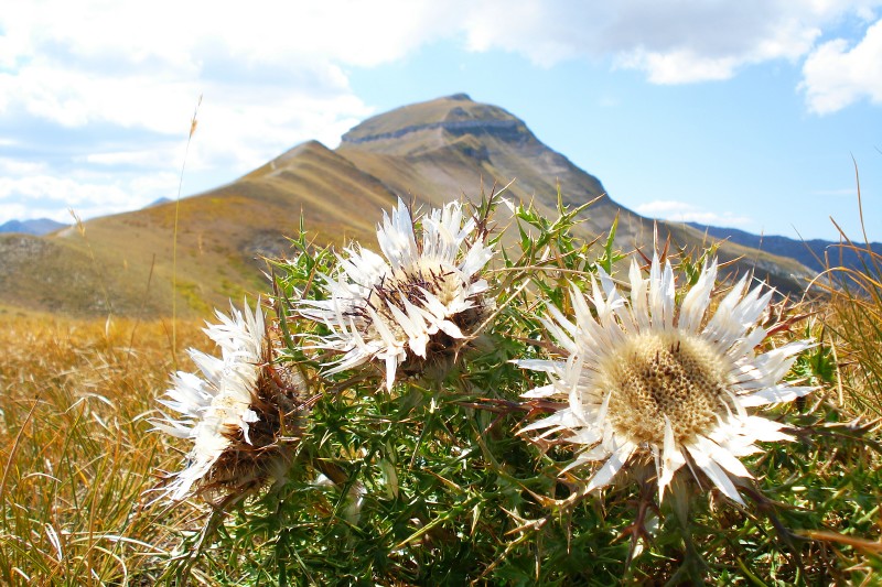 LA SIBILLA
