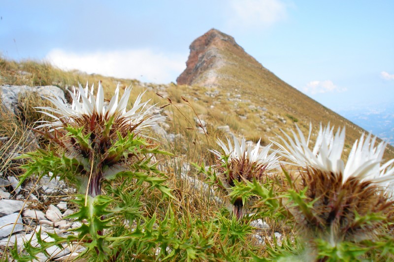 LA SIBILLA