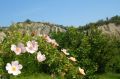  LA NATURA SI SVEGLIA