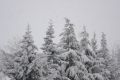 LA NEVE
