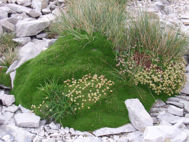 Flora di alta quota(Monte Vettore)