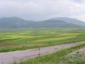 Fioritura e Castelluccio.JPG