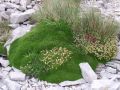 Flora di alta quota(Monte Vettore)