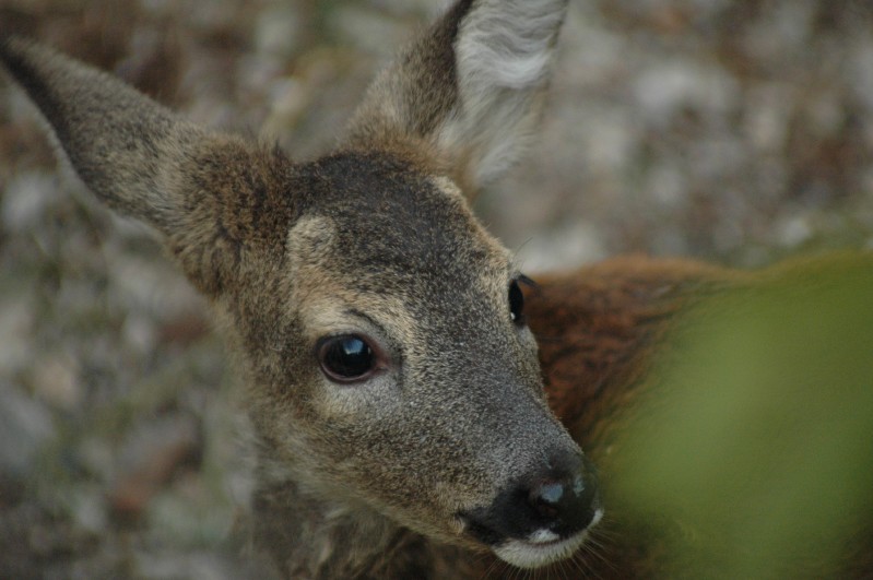 Capriolo