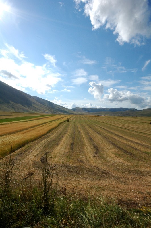 Campi
