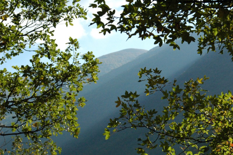 Luce