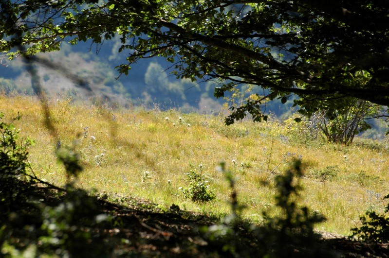Sotto bosco
