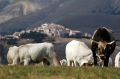 Castelluccio