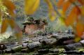 Forno d'autunno