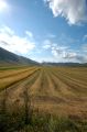 Campi