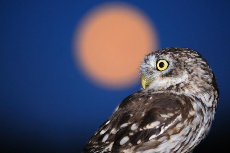Civetta e luna piena