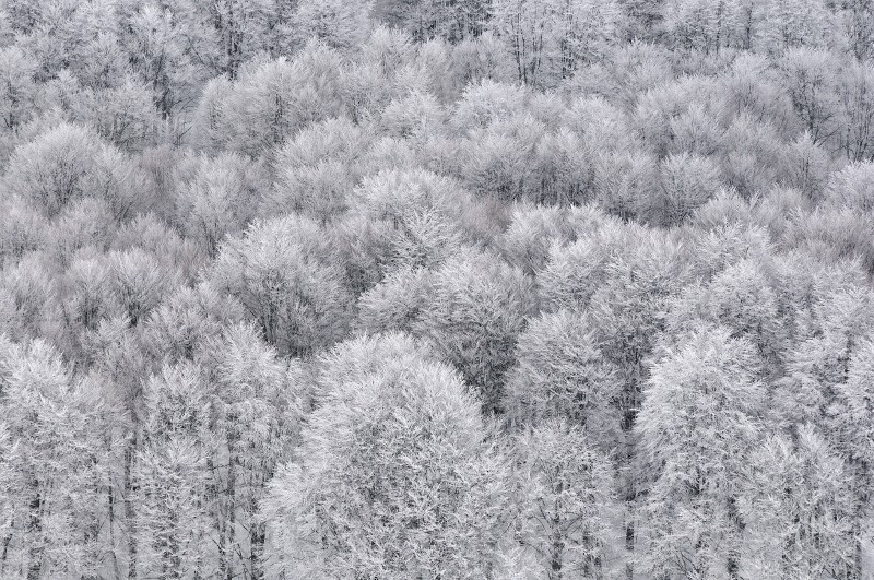 Faggeta in inverno
