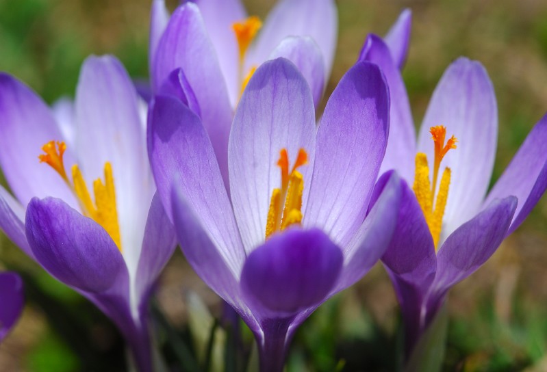 Crocus