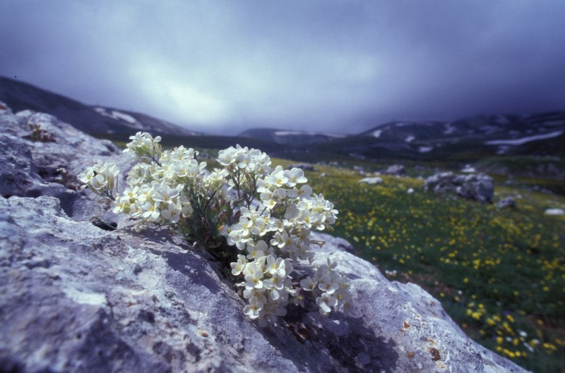 Fioritura in montagna
