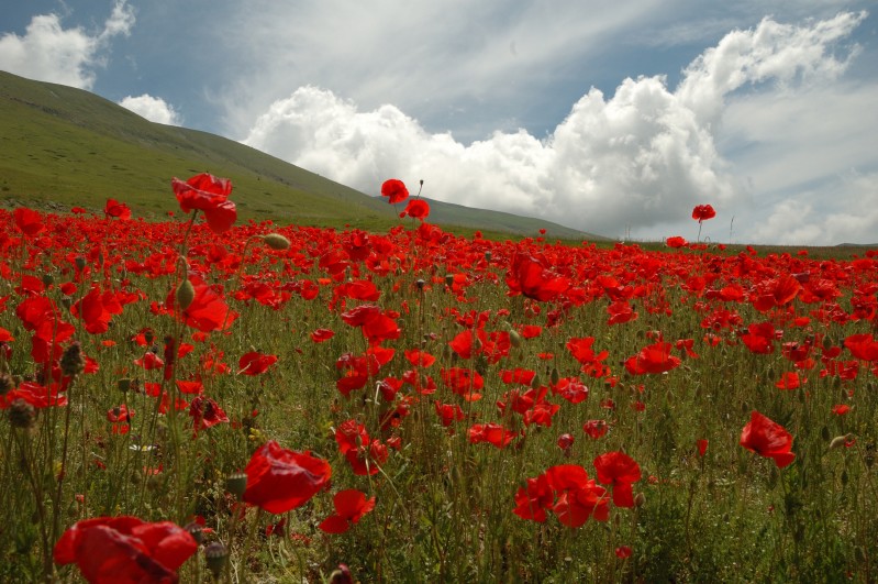Campo di papaveri