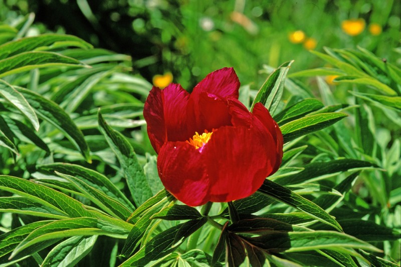 Peonia officinalis