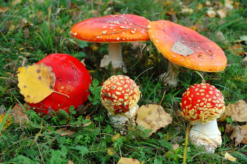 Amanita muscaria