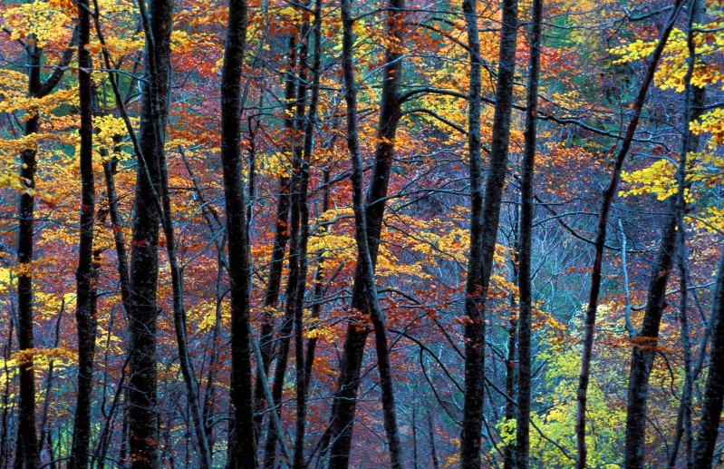 Faggeta in autunno