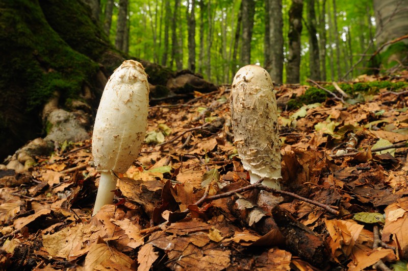 Coprimus comatus