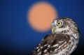 Civetta e luna piena