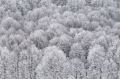 Faggeta in inverno