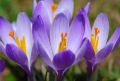 Crocus